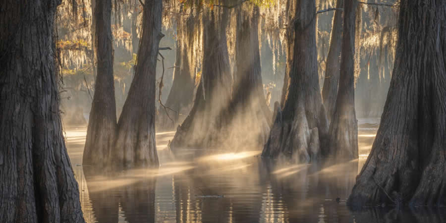 Into the Mist, Louisiana, USA by Nickolas Warner, USA - 2025 Epson International Pano Awards Landscape Winners
