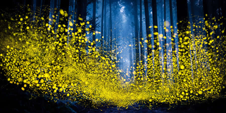A Forest Alive With Light, Taiwan by Shirley Wung, Taiwan - 2025 Epson International Pano Awards Landscape Winners