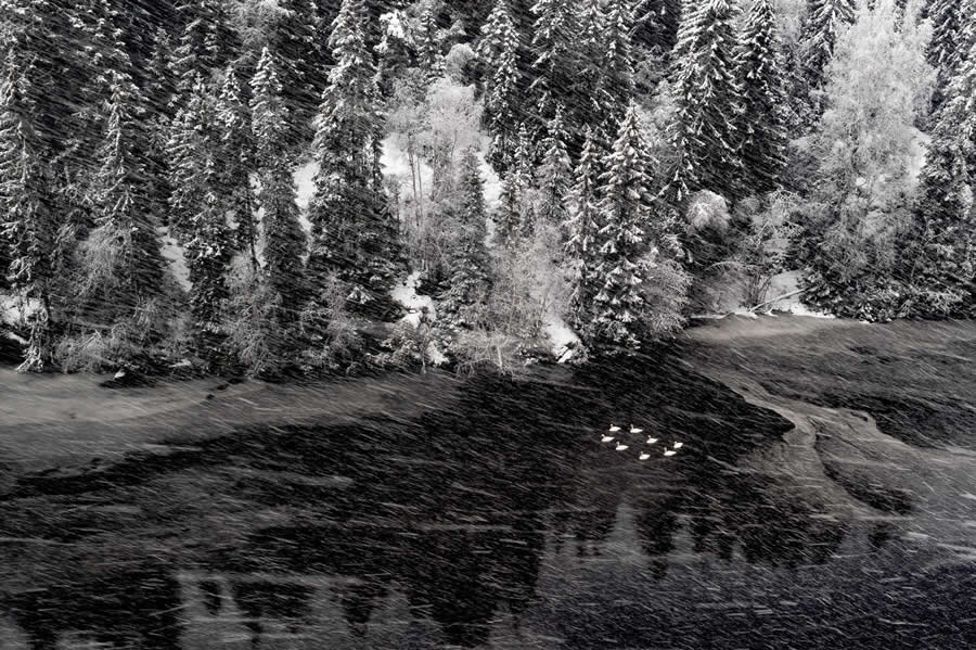 Swan lake by Terje Kolaas - 2025 European Wildlife Photographer of the Year Awards