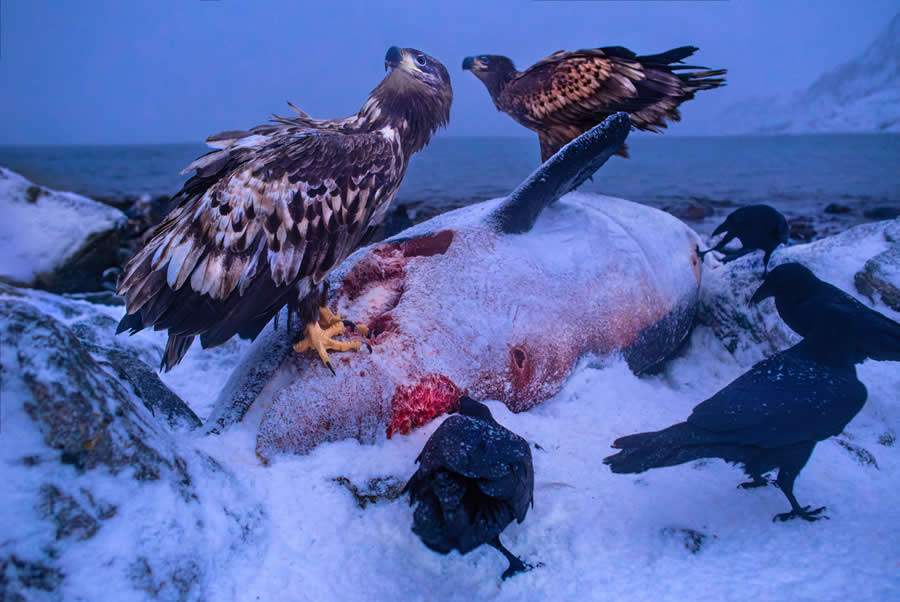 At the top of the food chain by Audun Rikardsen - 2025 European Wildlife Photographer of the Year Awards
