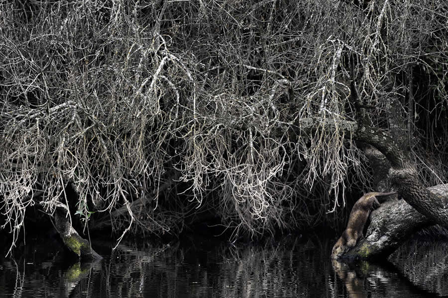 Time for a swim! by Federica Cordero - 2025 European Wildlife Photographer of the Year Awards