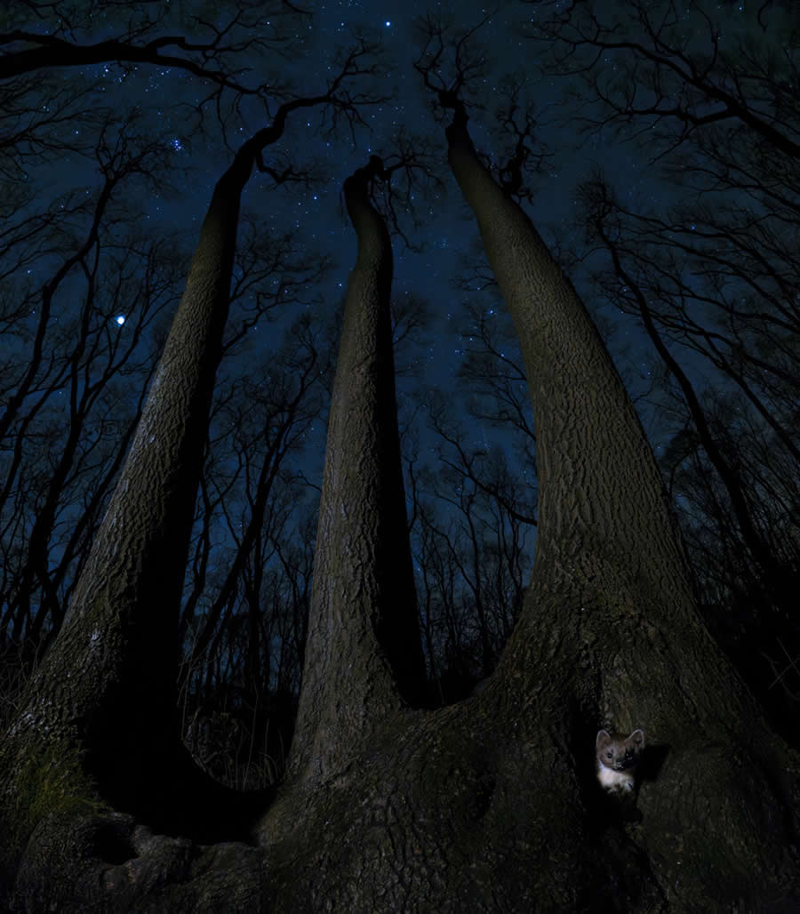 Nighttime hunter by Csaba Daroczi - 2025 European Wildlife Photographer of the Year Awards