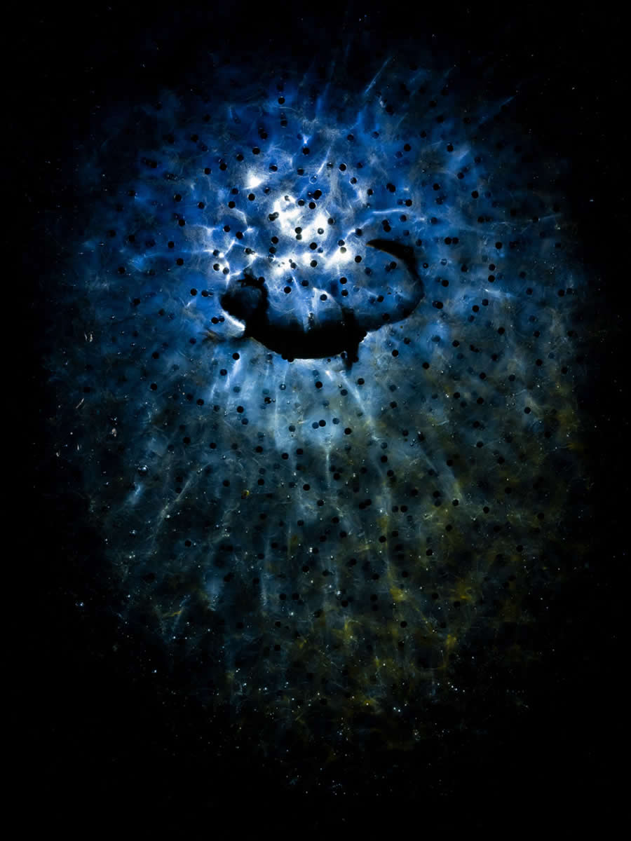 Amongst the stars by Tibor Litauszki - 2025 European Wildlife Photographer of the Year Awards