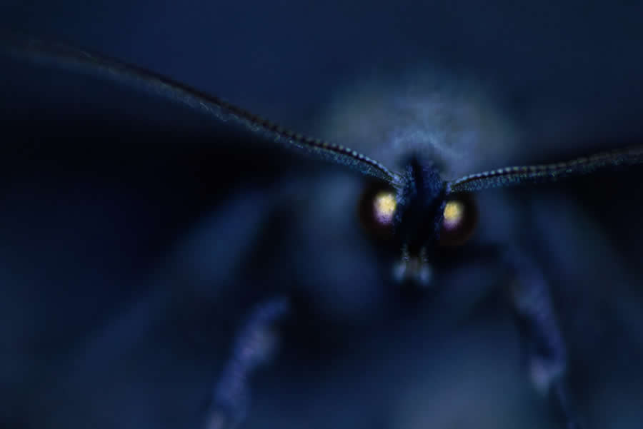 Night vision by Ivo Niermann - 2025 European Wildlife Photographer of the Year Awards