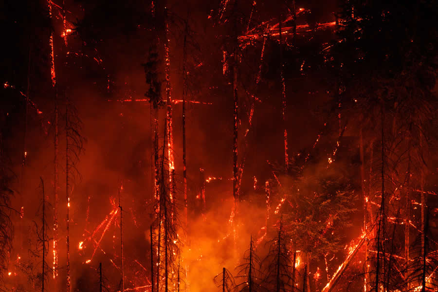 Inferno by Tobias Richter - 2025 European Wildlife Photographer of the Year Awards