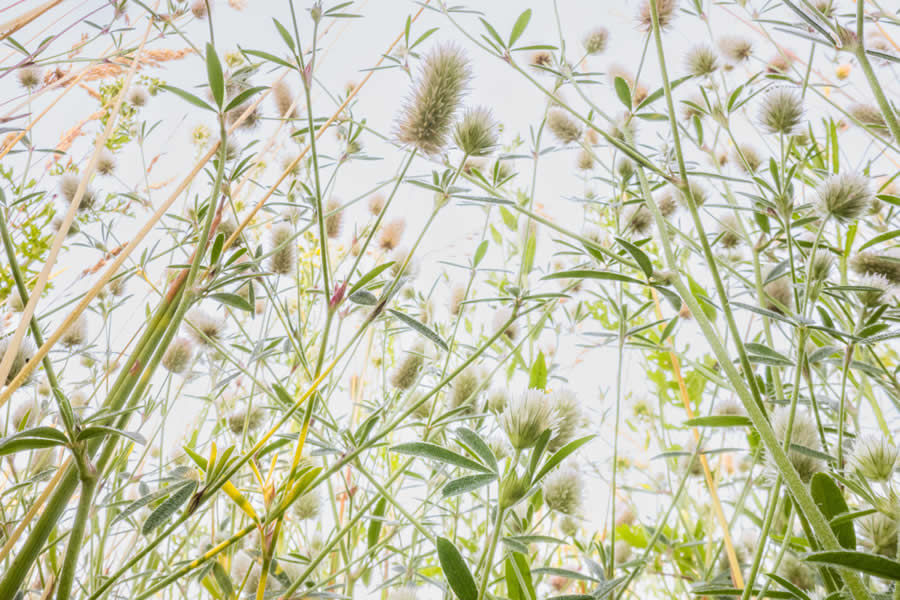 Hare's-foot clover by Theo Bosboom - 2025 European Wildlife Photographer of the Year Awards