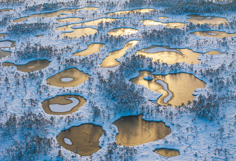 Golden treasure by Sven Začek - 2025 European Wildlife Photographer of the Year Awards