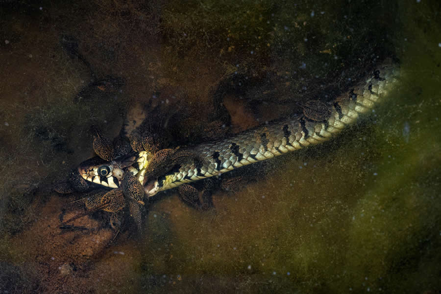 Role reversal by Jonathan Fieber - 2025 European Wildlife Photographer of the Year Awards