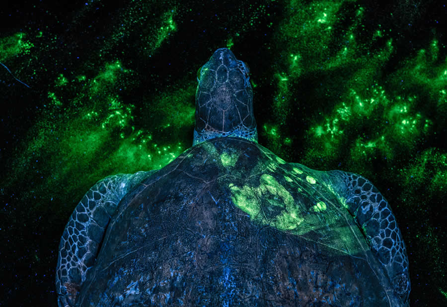 Forensics by Britta Jaschinski - 2025 European Wildlife Photographer of the Year Awards