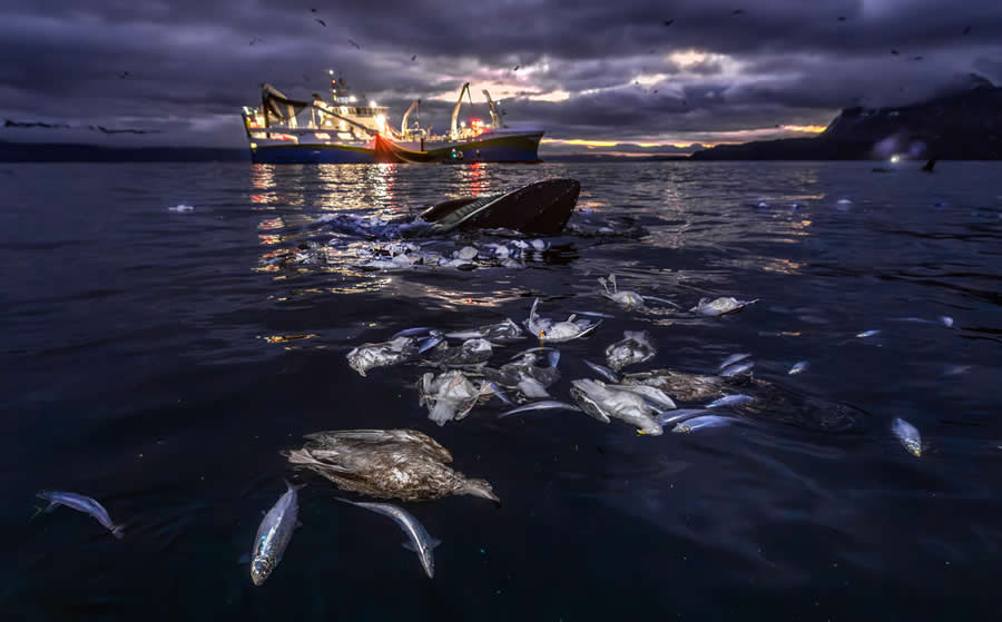 Dangerous meal by Audun Rikardsen - 2025 European Wildlife Photographer of the Year Awards