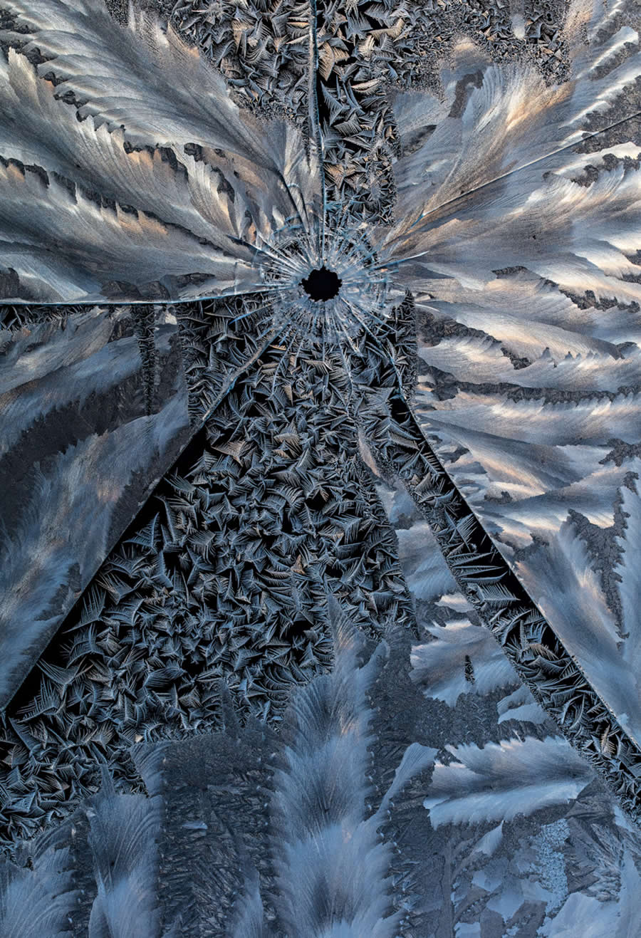 War is near by Hannu Ahonen - 2025 European Wildlife Photographer of the Year Awards
