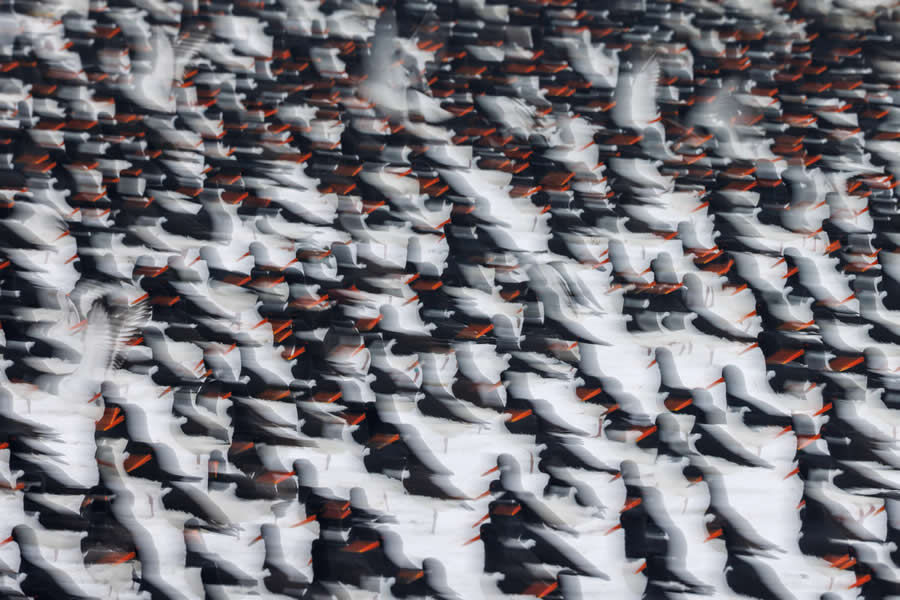 Black, white and red by Anja Brouwer - 2025 European Wildlife Photographer of the Year Awards