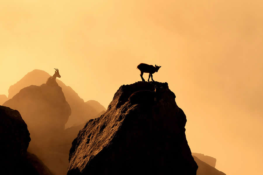 At dawn by Lubin Godin - 2025 European Wildlife Photographer of the Year Awards