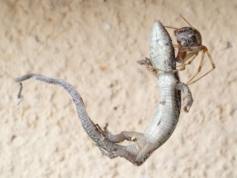 Spider versus lizard by Mattia Terreo - 2025 European Wildlife Photographer of the Year Awards