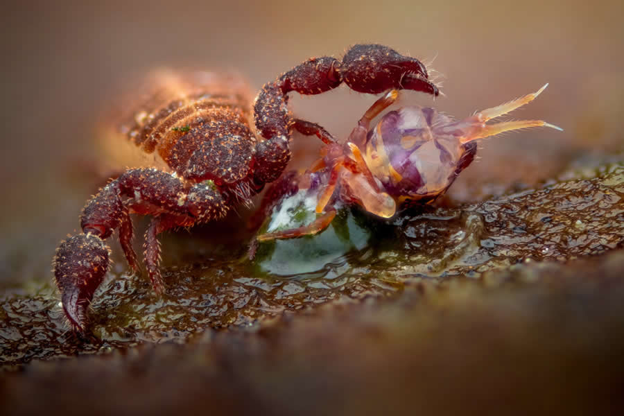 Predator by Alexis Tinker-Tsavalas - 2025 European Wildlife Photographer of the Year Awards