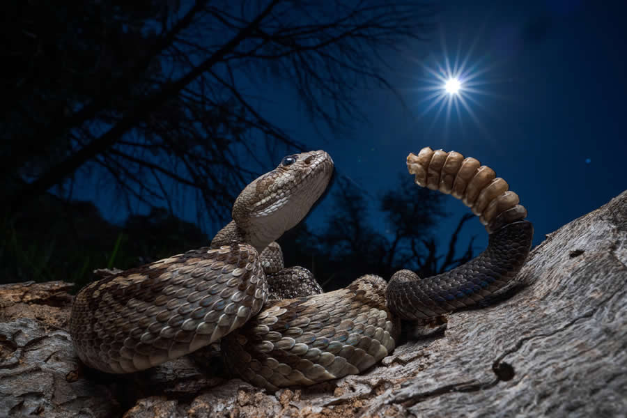 Liebe, Hass und Klapperschlangen by Javier Aznar - 2025 European Wildlife Photographer of the Year Awards
