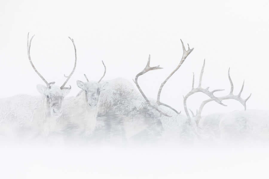 Norwegischer Winter by Tobias Gjerde - 2025 European Wildlife Photographer of the Year Awards