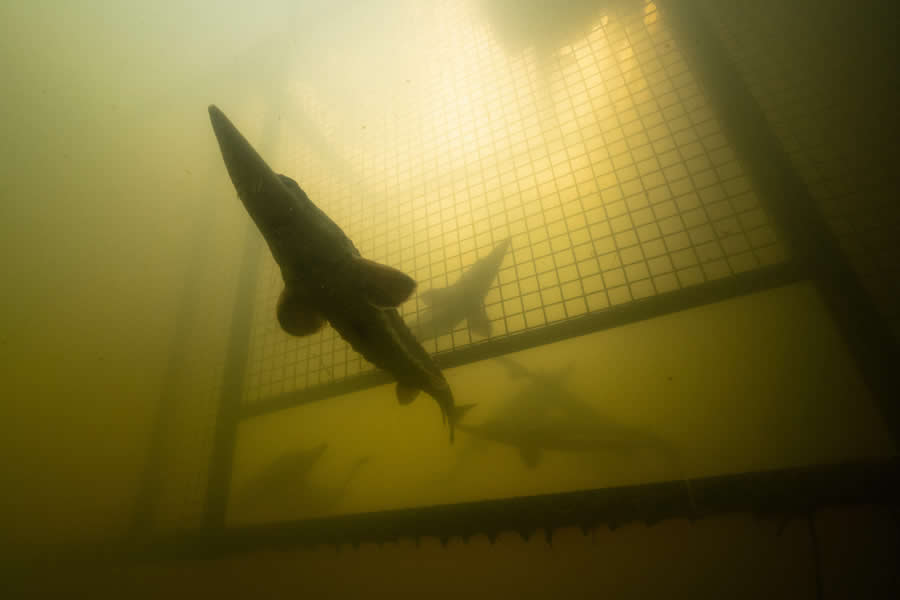 Comeback of the Atlantic sturgeon by Jon A. Juárez - 2025 European Wildlife Photographer of the Year Awards