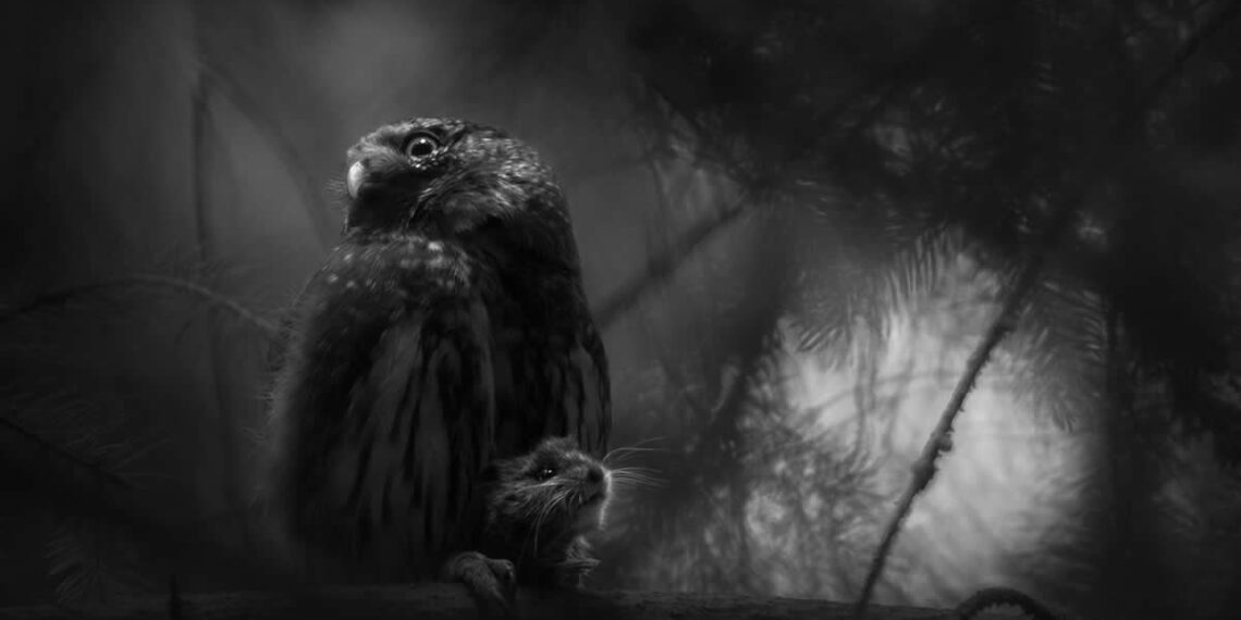 2025 European Wildlife Photographer of the Year Awards