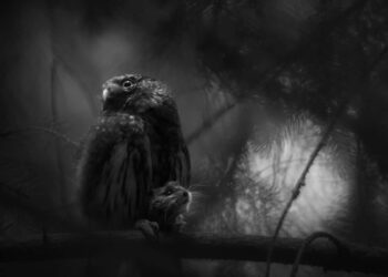2025 European Wildlife Photographer of the Year Awards