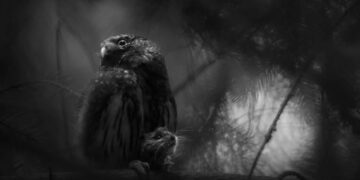 2025 European Wildlife Photographer of the Year Awards