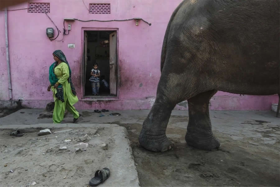 The Elephant in the Street by Sankar Sridhar, India - Eyeshot Photography Open Call 2025 Winners