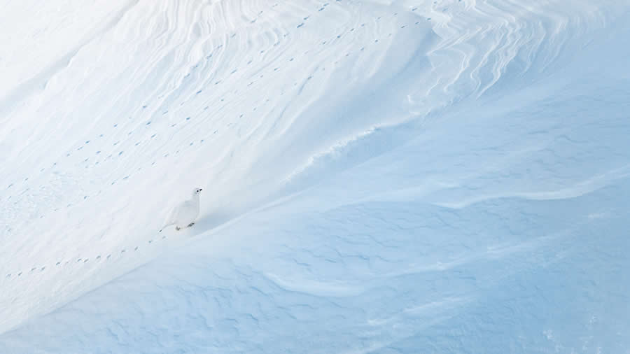 Patterns in the snow by Levi Fitze - 2025 GDT Nature Photographer of the Year Winners