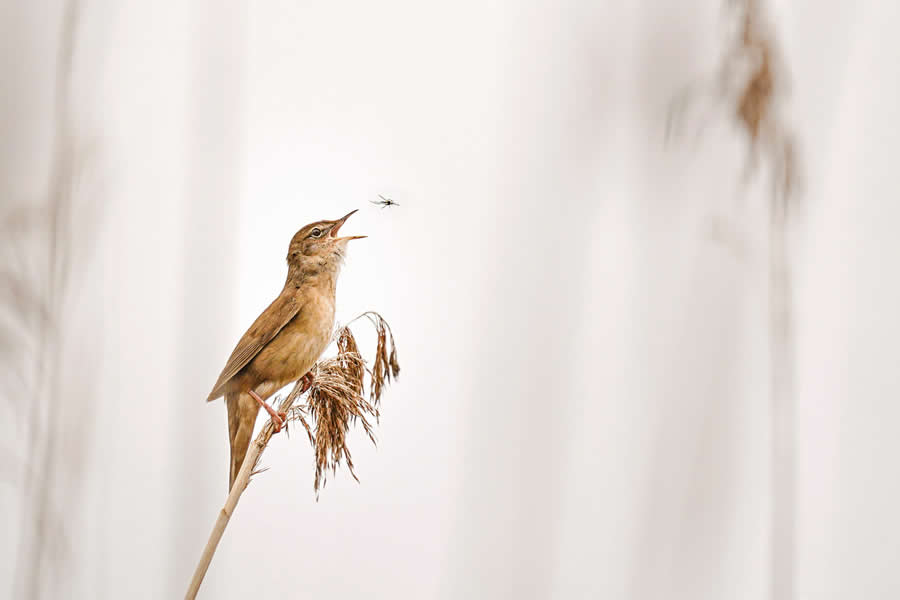 Sing n Snack by Wolfram Nagel by Peter Mrasek - 2025 GDT Nature Photographer of the Year Winners