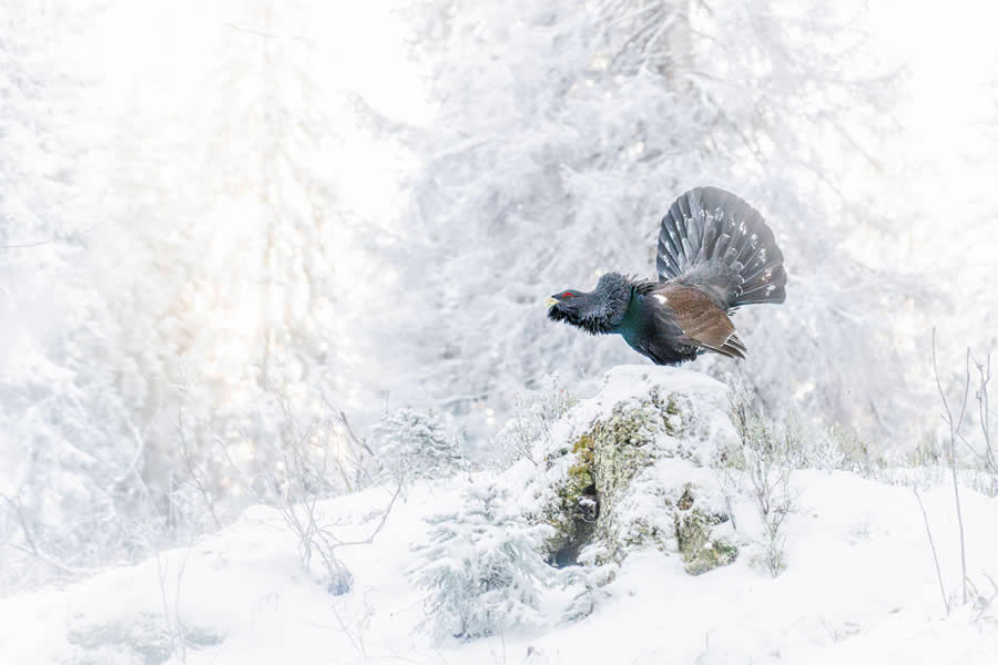 Lone sentinel by Levi Fitze by Peter Mrasek - 2025 GDT Nature Photographer of the Year Winners