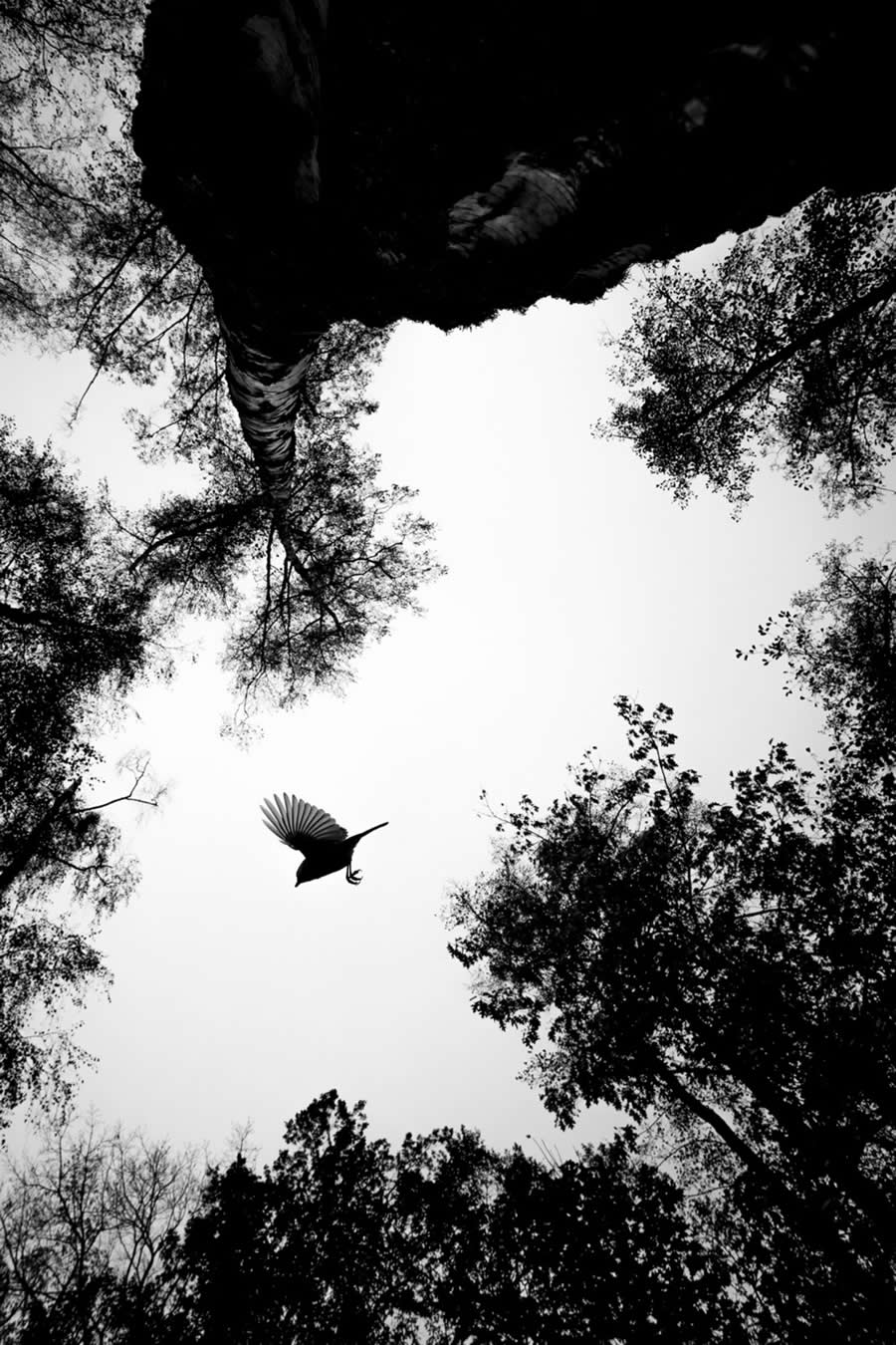 Flyby by Matthias Hüther - 2025 GDT Nature Photographer of the Year Winners