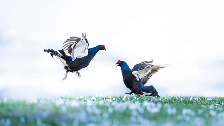 Dancing Rivals by Nicole Watkins - 2025 GDT Nature Photographer of the Year Winners