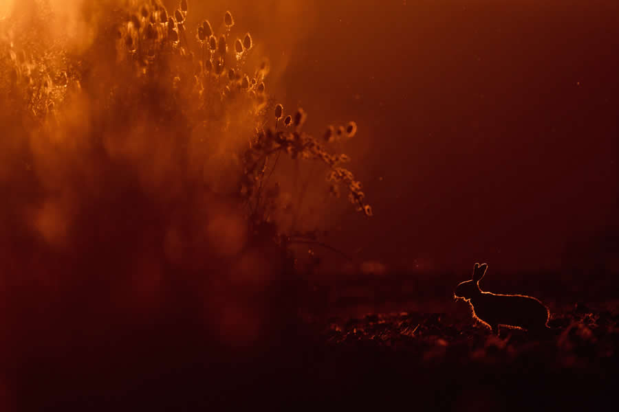 At sunrise by Christoph Kaula - 2025 GDT Nature Photographer of the Year Winners