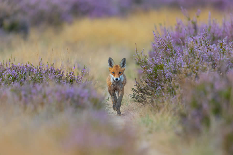 Red fox in heathland by Angelika Krikava - 2025 GDT Nature Photographer of the Year Winners