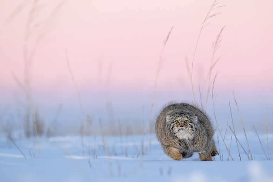 Grumpy Cat by Dr. Beate Oswald - 2025 GDT Nature Photographer of the Year Winners