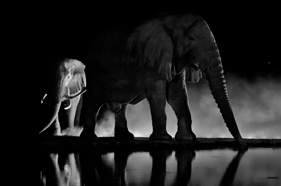 Elephants at watering hole by Andrey Gudkov - 2025 GDT Nature Photographer of the Year Winners