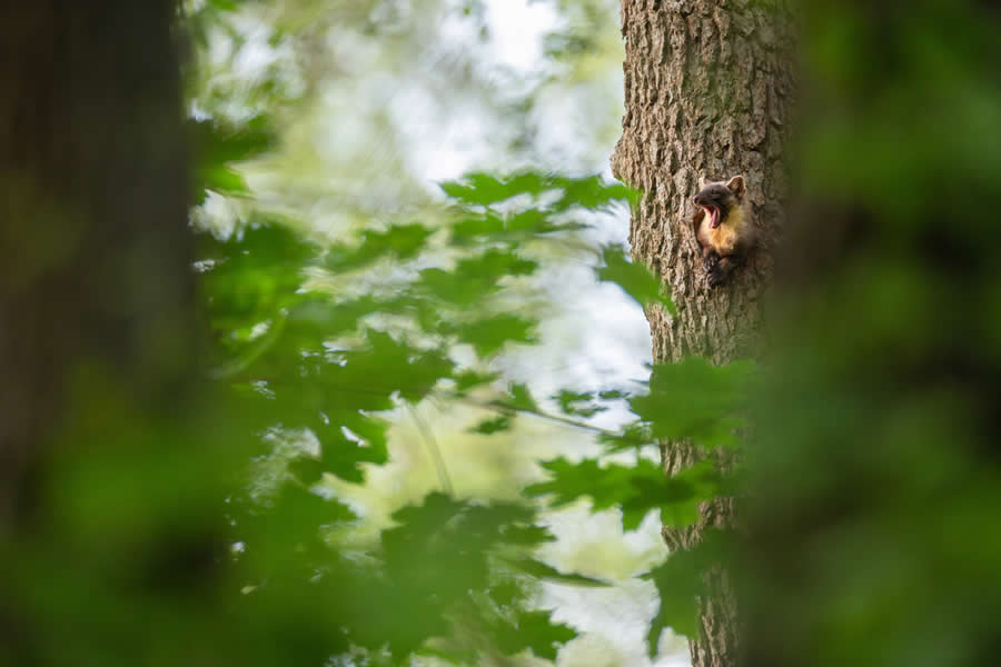 Enjoying the view by Sarah Bohm - 2025 GDT Nature Photographer of the Year Winners