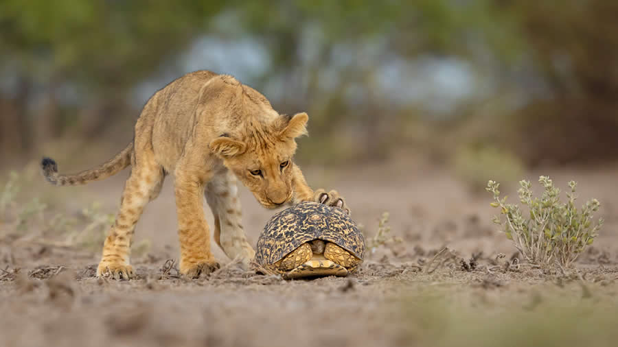 Anybody home? by Jens Cullmann - 2025 GDT Nature Photographer of the Year Winners