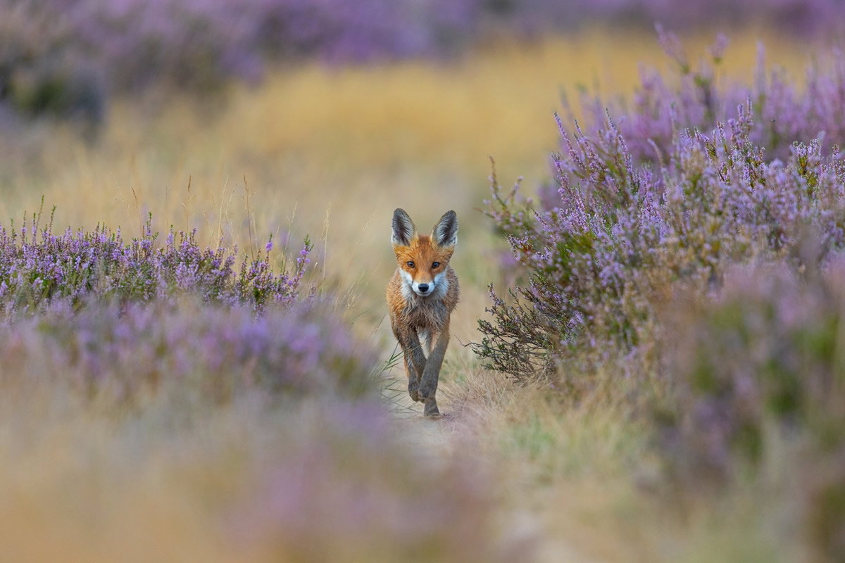 2025 GDT Nature Photographer of the Year Winners