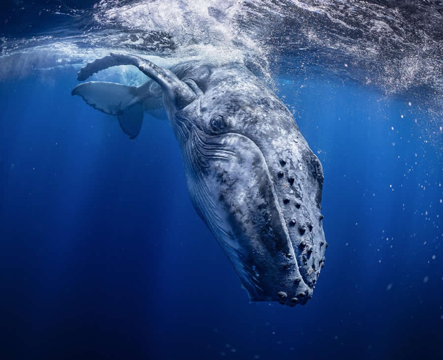Prince of Blue by Rintaro Ukon - Global Photography Awards 2025 Winners