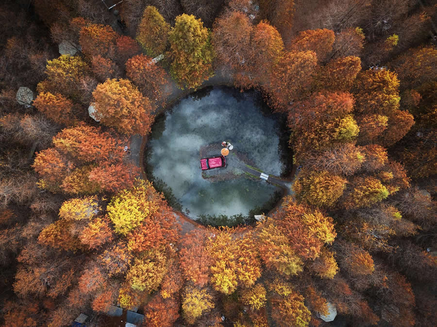 The Beautiful larch forest by Ho Wei-Chin - Global Photography Awards 2025 Winners