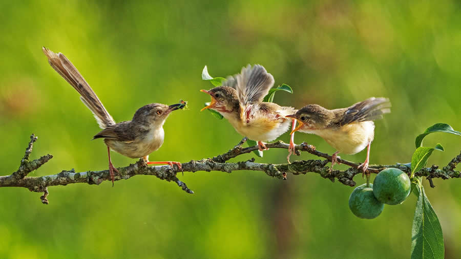 Yellow-bellied Prinia Breeding by Ho Wei Chin - Global Photography Awards 2025 Winners