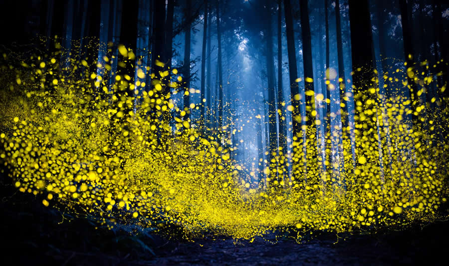 Midsummer Night Firefly by Shirley Wung - Global Photography Awards 2025 Winners