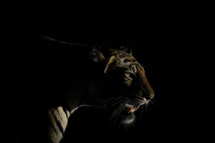 Wishpers Of The Night-The Silent Sovereign by Krishna Mohan Aluri - Global Photography Awards 2025 Winners