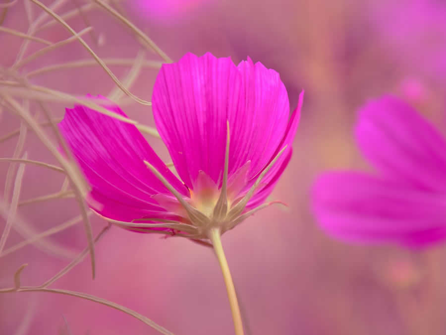 Gurushots Spring Snapshots Photo Challenge Winners