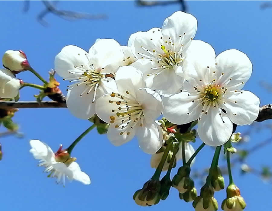 Gurushots Spring Snapshots Photo Challenge Winners