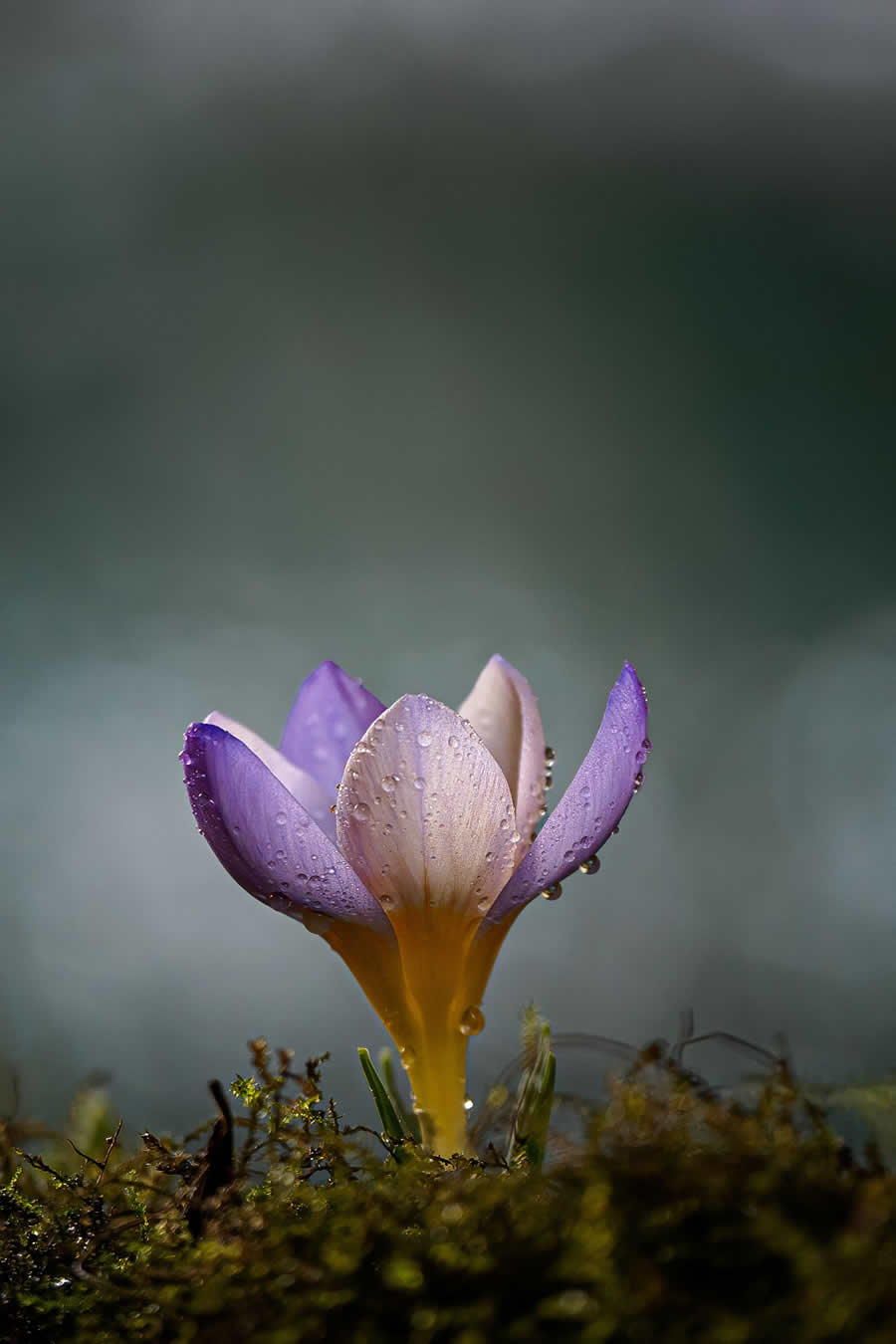 Gurushots Spring Snapshots Photo Challenge Winners