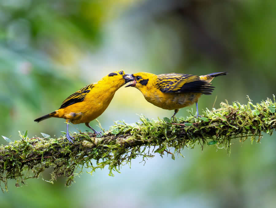 Gurushots Spring Snapshots Photo Challenge Winners