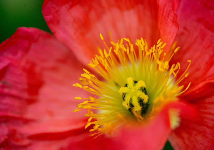 Gurushots Spring Snapshots Photo Challenge Winners