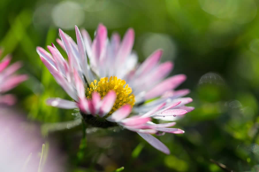 Gurushots Spring Snapshots Photo Challenge Winners