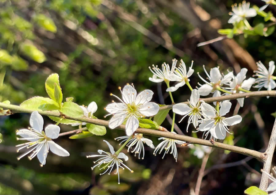 Gurushots Spring Snapshots Photo Challenge Winners